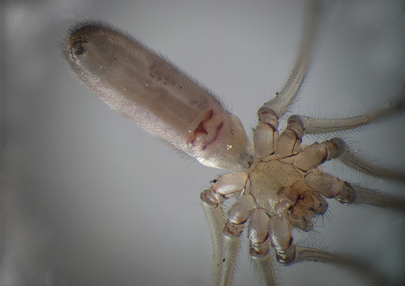 Pholcus phalangioides ?